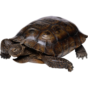 Turtle PNG-24765